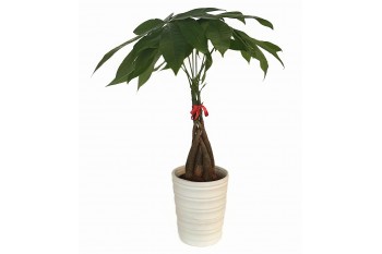 Pachira (Money Tree) Braided in 5" Porcelain Pot